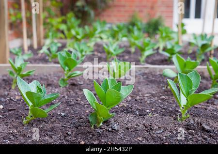 Piante di fagioli larghi, giovani piantine di fava che crescono fuori in un giardino britannico Foto Stock