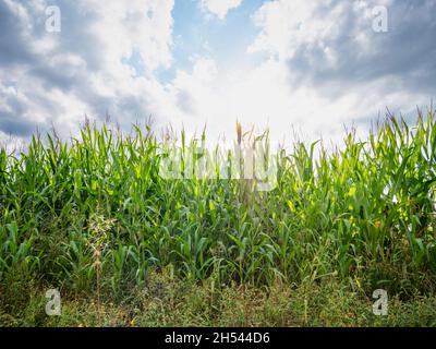 Campo di mais verde nel vento. Panoramica sul campo di granoturco ricco con cielo nuvoloso sullo sfondo. Foto Stock