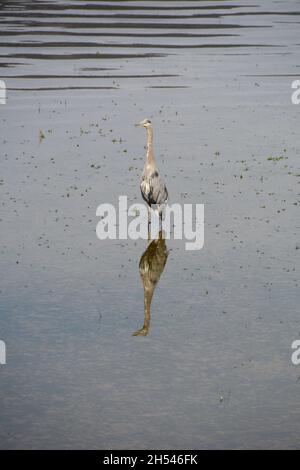 Un grande airone blu in piedi nell'acqua vicino alle rive del lago Pitt, un santuario naturale degli uccelli, vicino a Pitt Meadows, British Columbia, Canada. Foto Stock