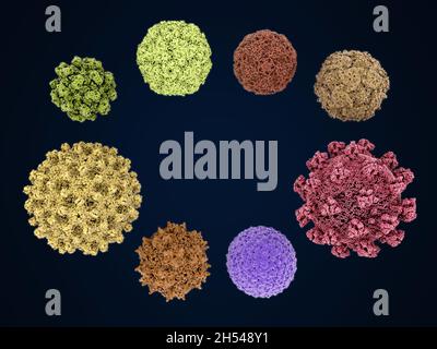 Virus umani infettanti, illustrazione Foto Stock