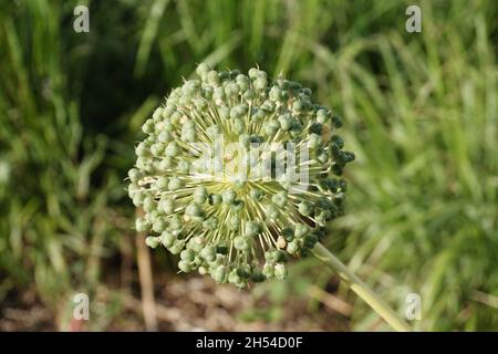 Boccioli ornamentali di cipolla in primo piano. Allium crostophii, Allium giganteum pianta ornamentale, un grande fiore rotondo giallo fiori da vicino su verde erba blu Foto Stock