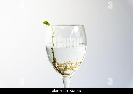 Basilico con radici in acqua in galss di vino. Molte radici in water. Nuovo concetto di vita. Pianta che cresce. Spazio di testo. Foto Stock