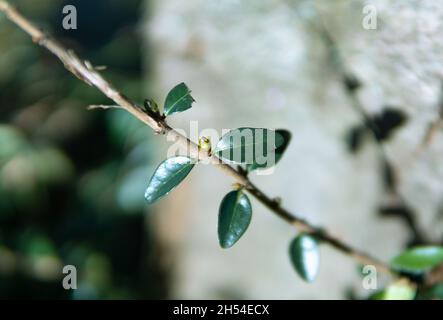 waxyleaf privet germoglio in primavera Foto Stock