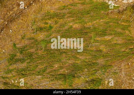 Vista aerea della raccolta del legname su una collina vicino a Cannich nelle Highlands della Scozia. Foto Stock