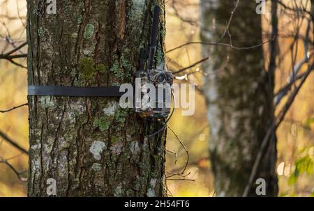 Telecamera di movimento per il tracciamento degli animali della foresta attaccata all'albero in natura all'aperto. Foto Stock