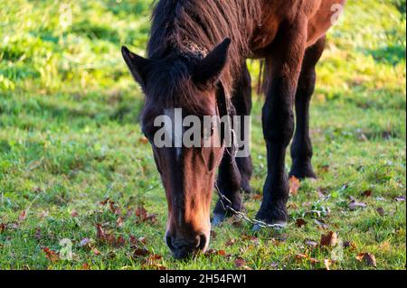 Mangiare cavallo sul pascolo in autunno soleggiato mattina. Foto Stock