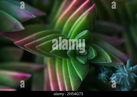 pagoda rossa, piccola disposizione di succulenti. in pentola Foto Stock