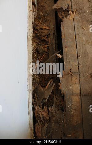 Gravi danni termiti in un vecchio pavimento in legno Foto Stock