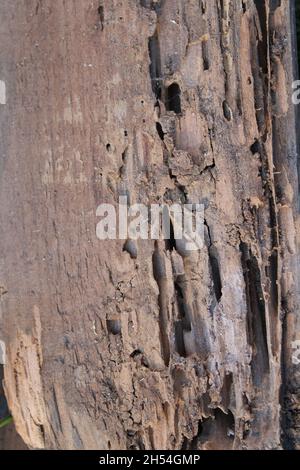 Fori di termite in una tavola di legno Foto Stock