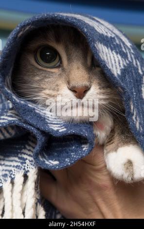 Cat è avvolto in una plaid calda e solo un occhio è visibile. Il PET è preparato per l'autunno e l'inverno. Primo piano. Foto Stock