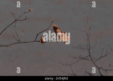 una foglia di quercia secca, appassita, pende precariamente da un sottile ramo contro uno sfondo grigio cielo in inverno, con spazio copia Foto Stock