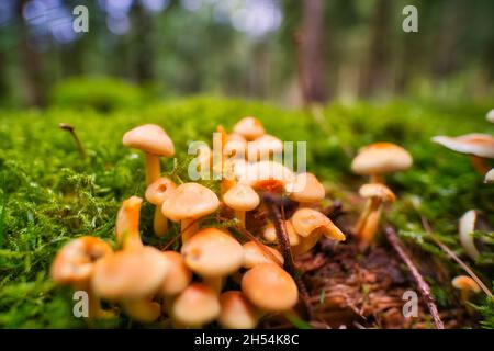 Macro closeup shot di molte microspore di Pholiota a terra. Carta da parati in legno Foto Stock