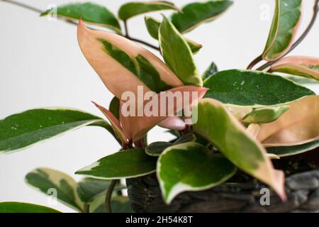 Fogliame variegato di hoya carnosa variegata 'Krimson Queen' su sfondo bianco. Esotico dettaglio di piante casalinghe alla moda con una notevole varietà. Foto Stock