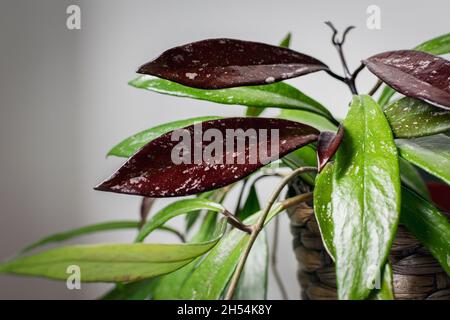 Pianta di cera (hoya pubicalyx) - fogliame variegato con foglie appena emerse. Esotica hoya houseplant dettaglio. Foto Stock