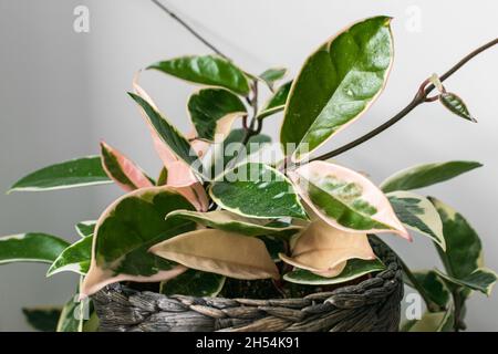 Fogliame variegato di hoya carnosa variegata 'Krimson Queen' su sfondo bianco. Esotico dettaglio di piante casalinghe alla moda con una notevole varietà. Foto Stock