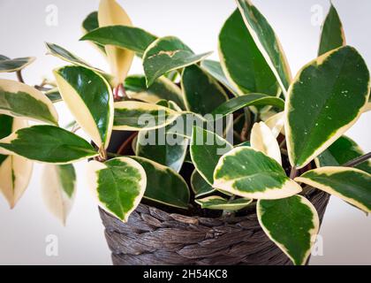 Fogliame variegato di hoya carnosa variegata 'Krimson Queen' su sfondo bianco. Esotico dettaglio di piante casalinghe alla moda con una notevole varietà. Foto Stock