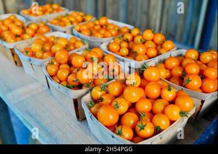 Contenitori di legno o cartoni di pomodori freschi, maturi, ciliegie d'arancia in vendita presso un'azienda agricola a bordo strada, Ashland, Wisconsin, USA Foto Stock