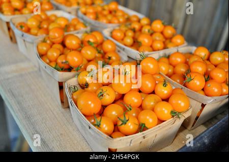 Contenitori di legno o cartoni di pomodori freschi, maturi, ciliegie d'arancia in vendita presso un'azienda agricola a bordo strada, Ashland, Wisconsin, USA Foto Stock