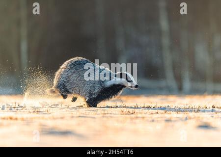 Fast running badger in the snow at sunrise. Dust behind him, forest in the background. Foto Stock