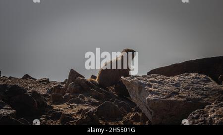 Marmott si siede su una roccia sulla cima del Monte Elbert Foto Stock