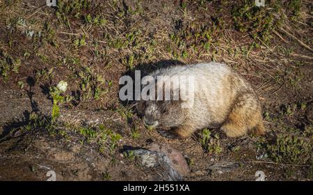 La carina marmotta mangia erba e siede su una roccia sulla cima del Monte Rainier Foto Stock