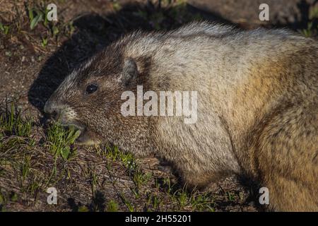 La carina marmotta mangia erba e siede su una roccia sulla cima del Monte Rainier Foto Stock