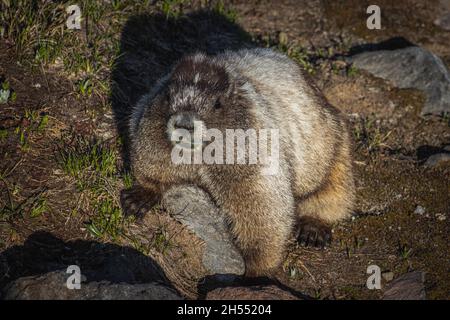 La carina marmotta mangia erba e siede su una roccia sulla cima del Monte Rainier Foto Stock