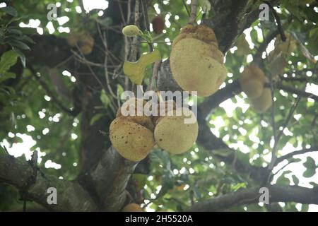salvador, bahia, brasile - 6 novembre 2021: frutta di jackfruit è visto su un albero di jackfruit nella città di Salvador. Foto Stock