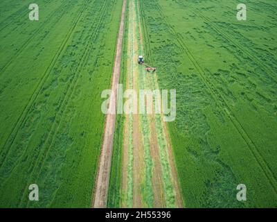 Trattore in campo drone vista aerea taglio di fieno di avena, con campi verdi a Victoria, Australia. Foto Stock