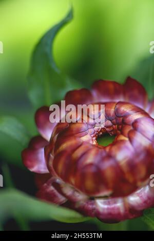 Primo piano dei petali di un fiore rosso perenne daisy nativo australiano; Xerochrysum bracteatum, famiglia Asteraceae. Noto anche come margherite di carta Foto Stock