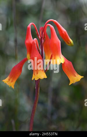 Primo piano delle campane australiane di Natale, Blandfordia nobilis, famiglia Blandfordiaceae. Primavera ed estate fioritura delle erbe perenni Foto Stock