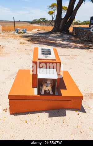 Tomba umoristica del cane al cimitero del cane di Corrigin, un'attrazione turistica popolare, Corrigin, regione di Wheatbelt, Australia occidentale, WA, Australia Foto Stock