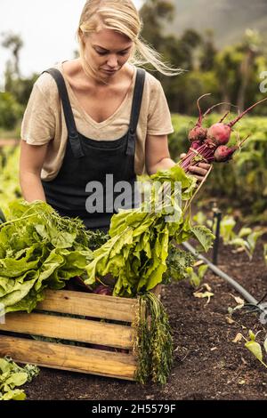 Agricoltore biologico che dispone di verdure fresche in una cassa nella sua fattoria. Giovane agricoltore femmina che raccoglie il rafano fresco nel suo orto. Autososteniab Foto Stock