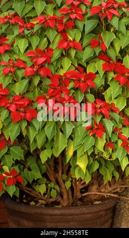 POINSETTIA ROSSA IN VASO (EUPHORBIA PULCHERRIMA) IN VASO DA GIARDINO IN TERRACOTTA. AUSTRALIA. Foto Stock