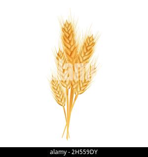 Set di spighe di grano mature, spikelets e grani. Elemento di progettazione per prodotti biologici, panetteria, agricoltura. Isolato su sfondo bianco. Illustrazione vettoriale. Illustrazione Vettoriale