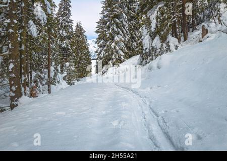 Favoloso paesaggio invernale ghiacciato di pinete con strada coperta di neve Foto Stock