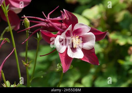 Sydney Australia, fiori di una stella cremisi colombine in una giornata di sole Foto Stock