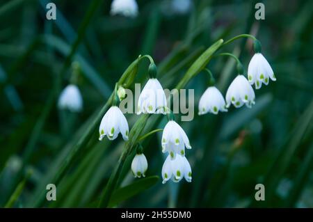Sydney Australia, delicati fiori bianchi di un leucojum aestivum o fiocco di neve estivo Foto Stock