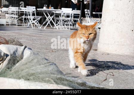 Gatto rosso a piedi nel porto della città vecchia di Dubrovnik (Dalmazia, Croazia) Foto Stock