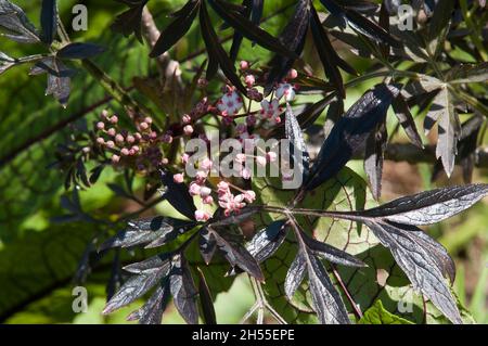 Sydney Australia, gambo con germogli e fiori rosa di un albero nero europeo di sambuco Foto Stock