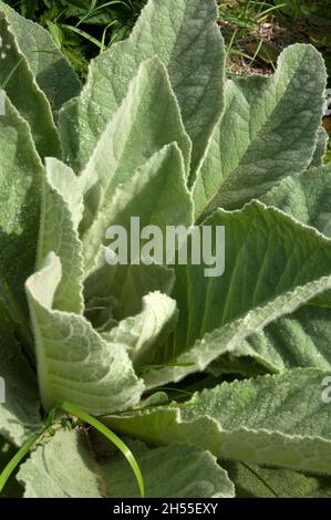 Sydney Australia, verbascum nigrum o foglie di trullein scuro sotto il sole Foto Stock