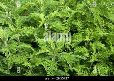 Sydney Australia, foglie di una pianta di artemisia absinthium noto anche come Wormwood o absinthe Foto Stock