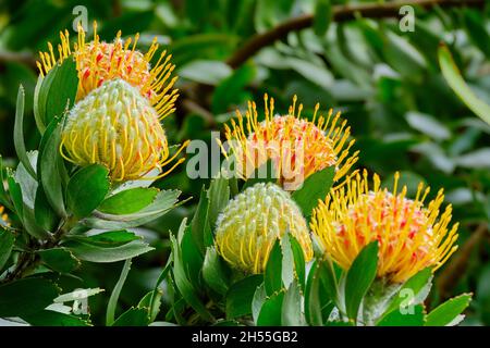 Protea con cuscinetto a perno Foto Stock