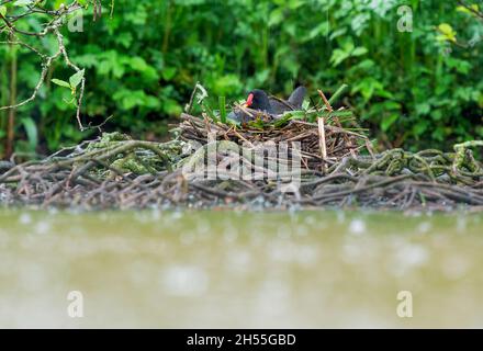 , Moorhen Gallinula chloropus, Foto Stock