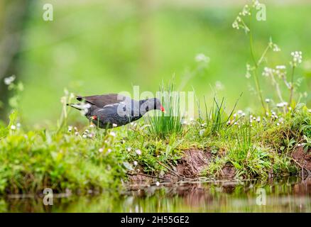 , Moorhen Gallinula chloropus Foto Stock