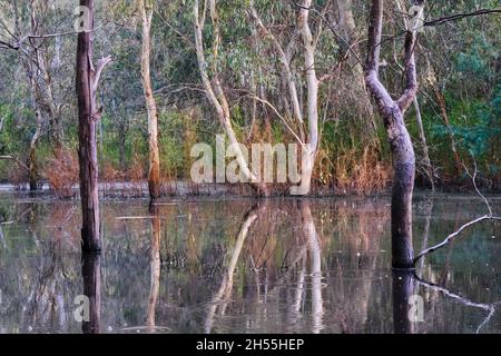 Una riflessione di Billabong Foto Stock
