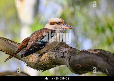 Kookaburra siede su Un albero vicino a me Foto Stock