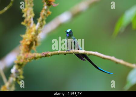 Un maschio adulto sylph a coda lunga (Aglaiocercus kingii) colibrì arroccato su un ramo in Ecuador, Sud America Foto Stock