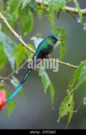 Un maschio adulto sylph a coda lunga (Aglaiocercus kingii) colibrì arroccato su un ramo in Ecuador, Sud America Foto Stock