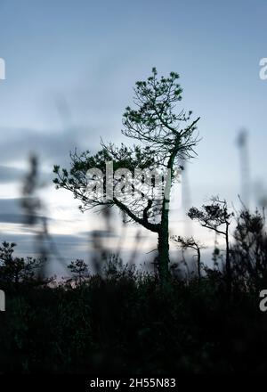 Luce verde astratta sull'albero in palude. Foto Stock